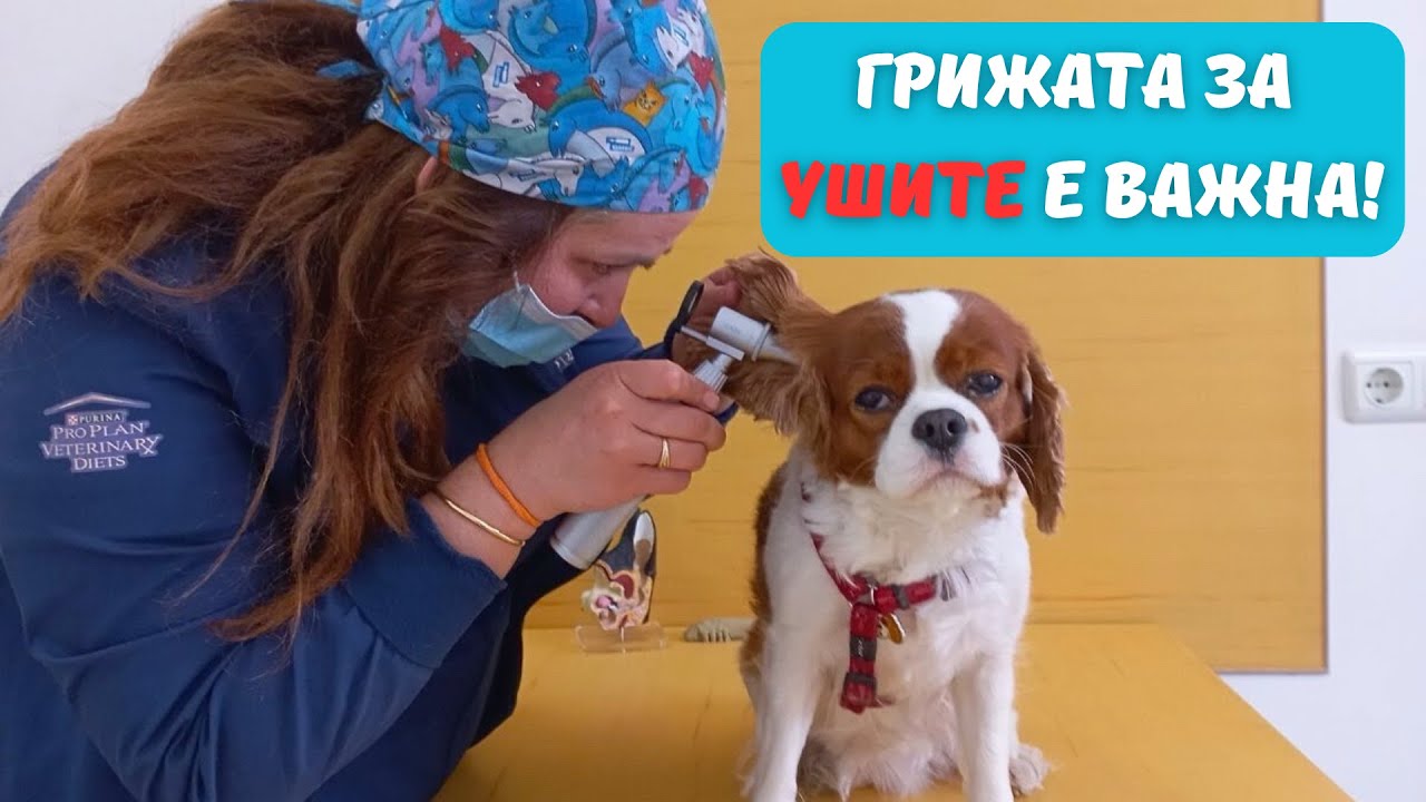 Ушни заболявания при кучета и котки: Симптоми, причини и как да помогнем