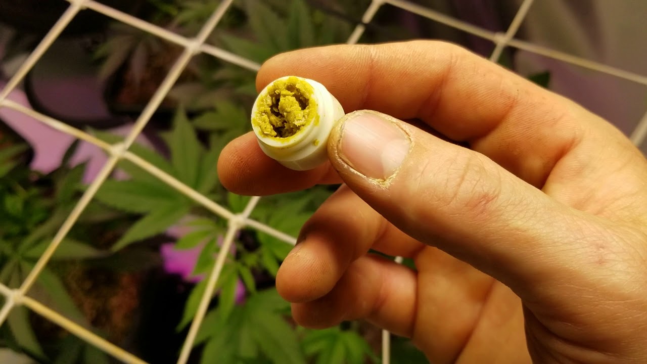 Mars hydro sp250/ tsl 2000 / preflower video