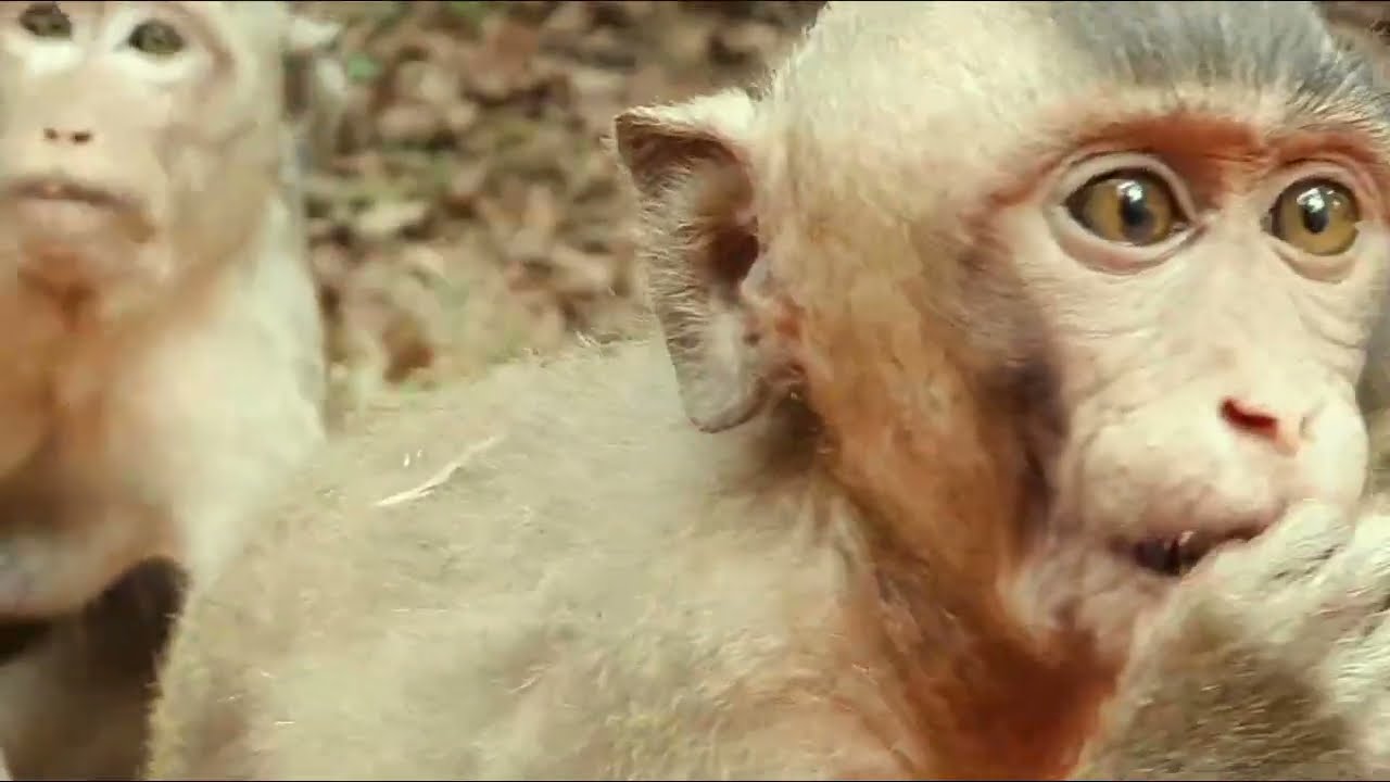 Monkey Grab In Cambodia Good All Monkeys In Khmer #178