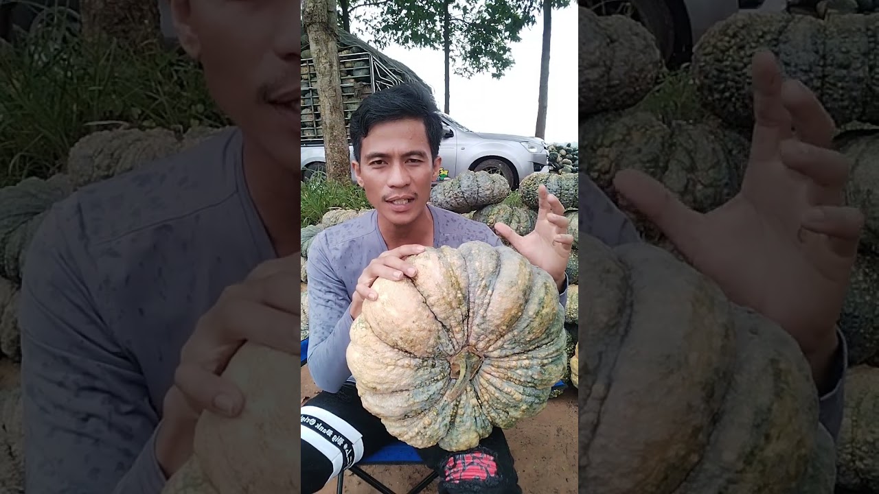 มาดูฟักทองปลูกแบบธรรมชาติ แต่สวยเกินคาด ฟังข้อมูล แนวคิดต่างๆความรู้เกี่ยวกับการตลาดและราคากันครับ