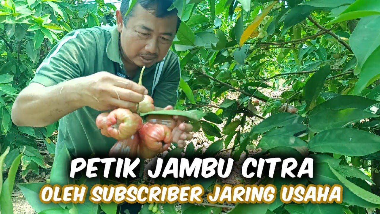 Petik Jambu Citra Oleh Subscriber Jaring Usaha Dari Malang