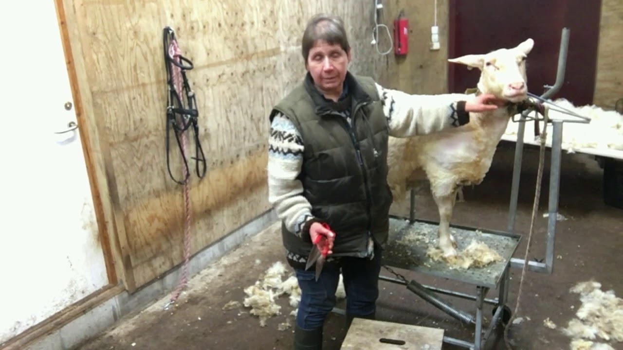 Der Weg vom Schaf zum Pullover - Teil 1 Die Schafe beim Frisör