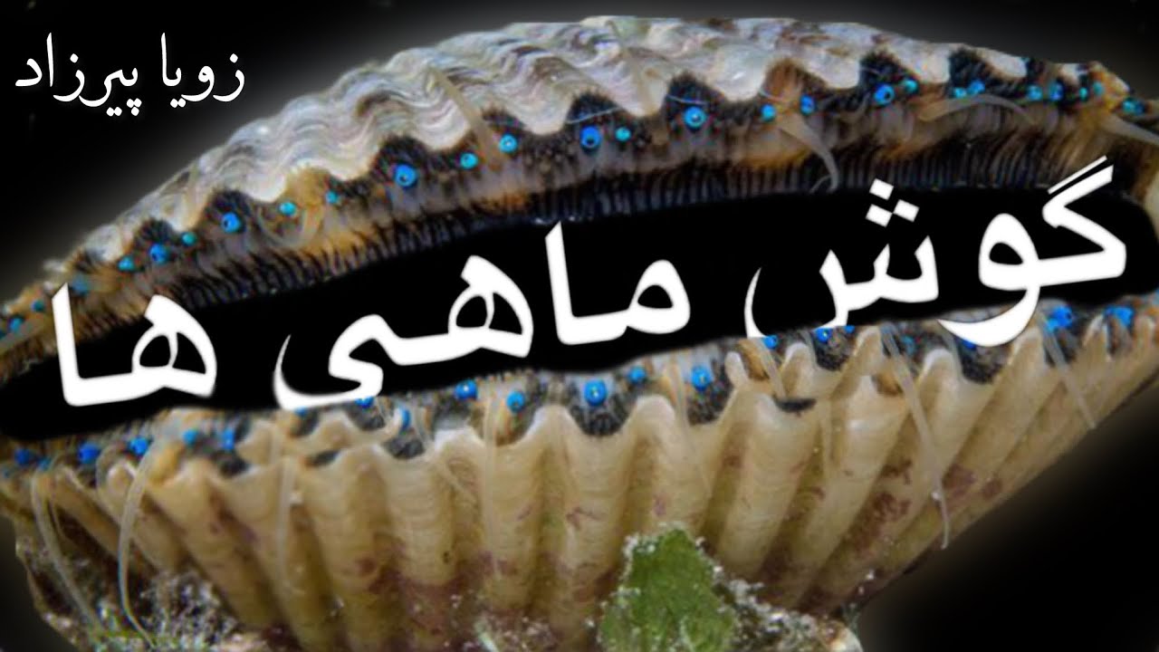 گوش ماهی ها-  نوشته زویا پیرزاد - گوینده ندا