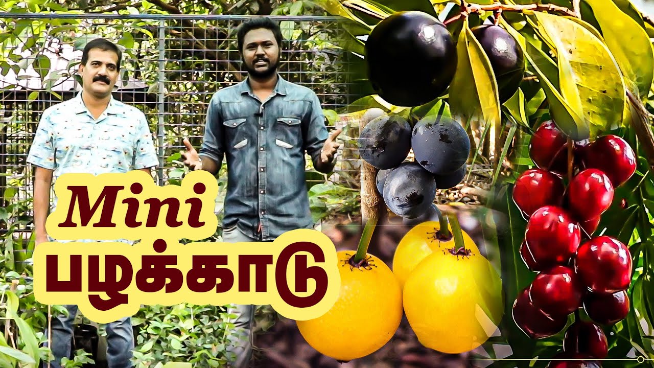 Rare Fruits Trees In One Place | For Sale..!! | Veliyath gardens | Perumbavoor MIni Forest | Kerala