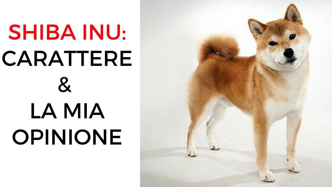 Shiba inu: carattere & la mia opinione