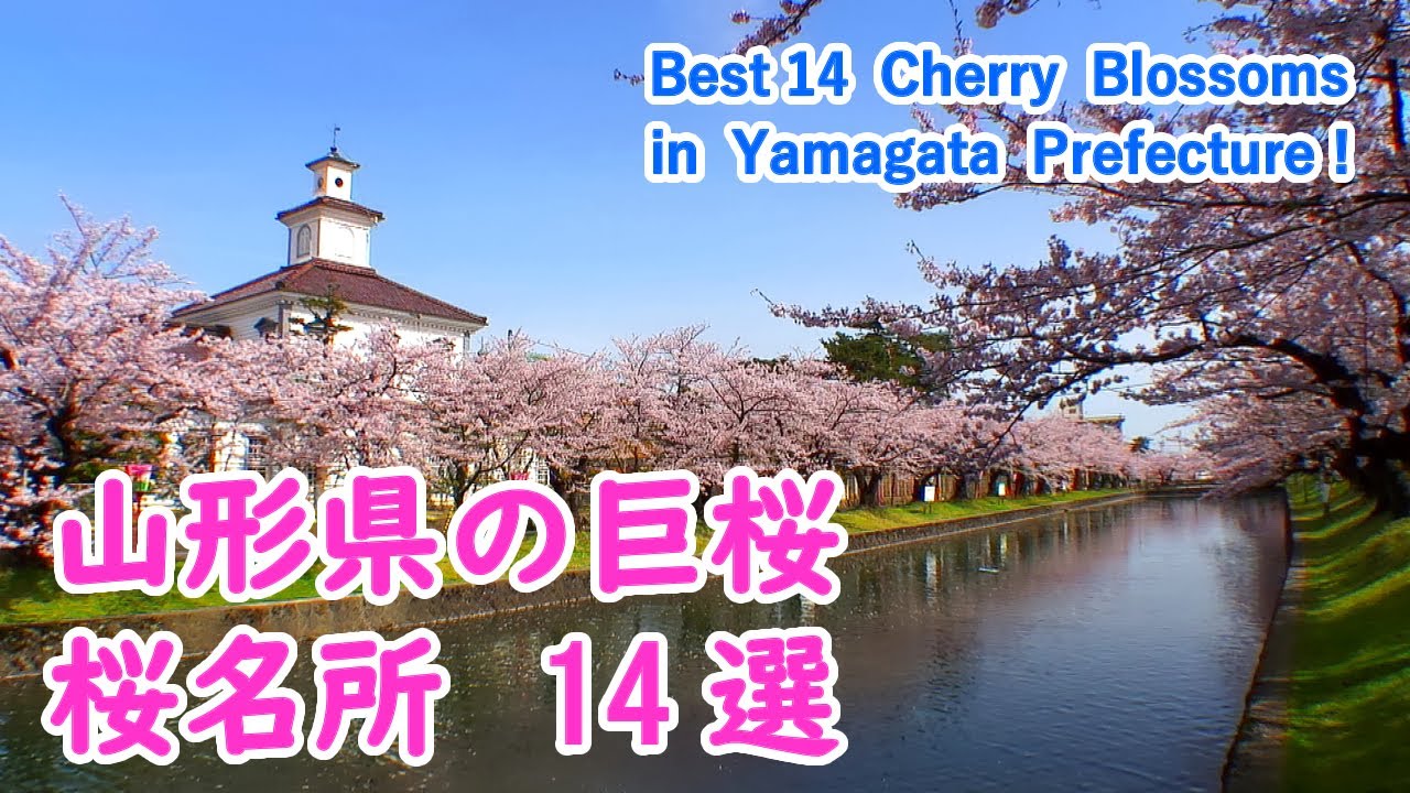 山形県の桜名所・巨桜 ベスト14選 ( 山形城・鶴岡公園・置賜さくら回廊 ) / Best 14 Cherry Blossoms Viewing Spots in Yamagata!【日本の桜名所】