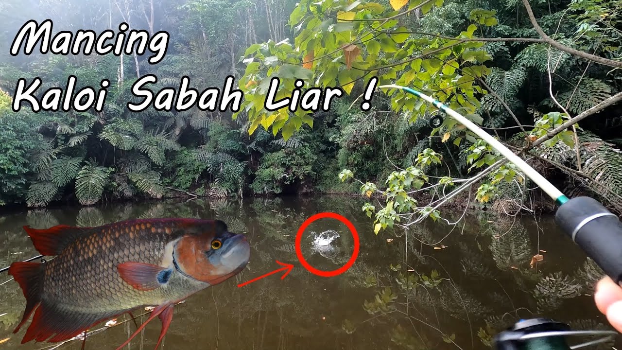 Mancing ikan Gurame termahal di pendalaman Borneo ( Kaloi sabah )