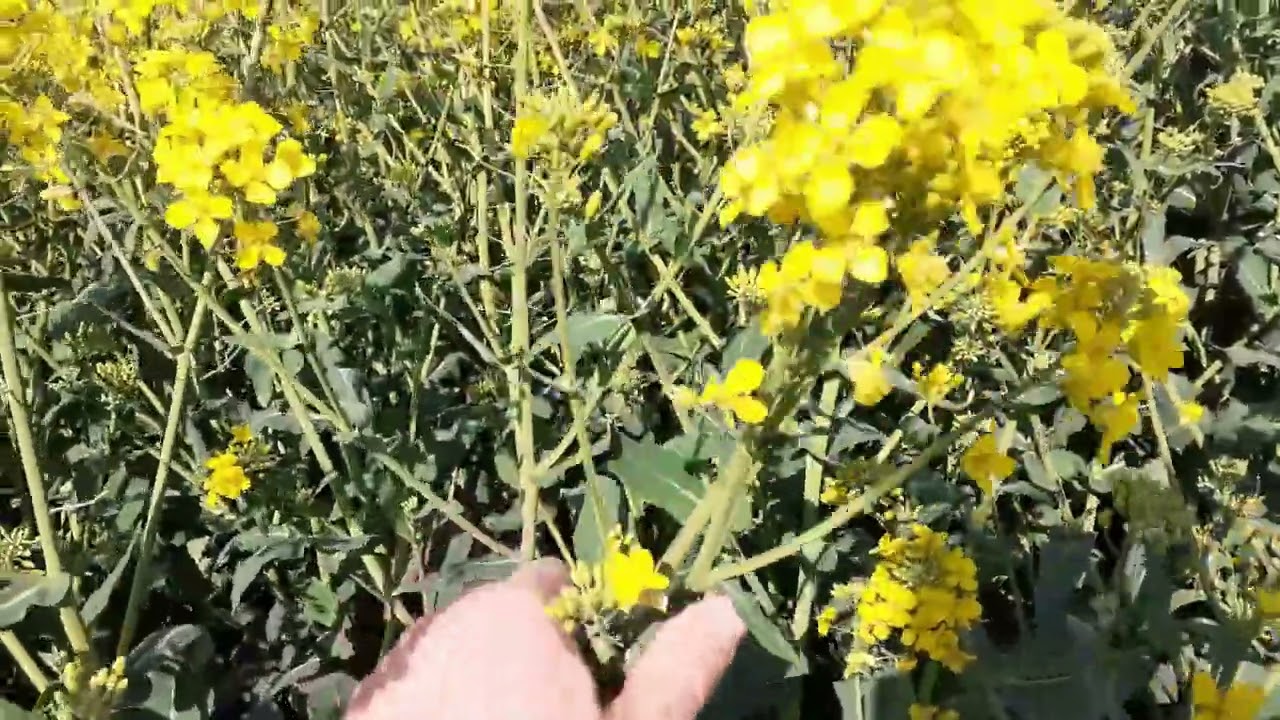 Rapsbl&uuml;te