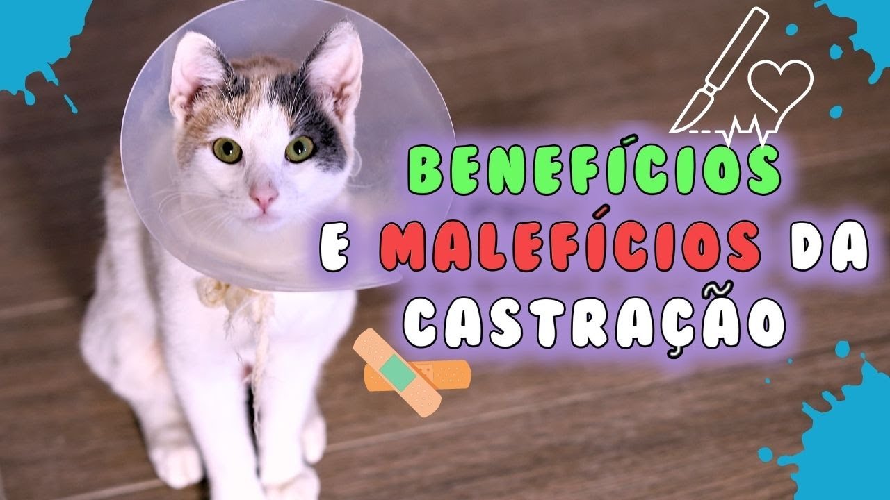 Benefícios e Malefícios da CASTRAÇÃO em GATOS!