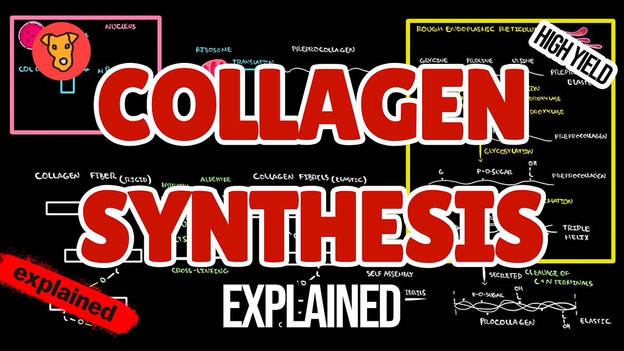 COLLAGEN SYNTHESIS Biochemistry Connective tissue disorders for Step 1 USMLE