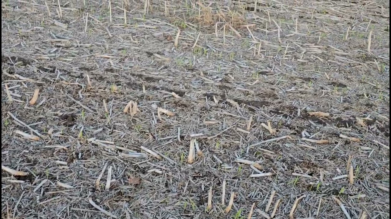 Глубина посева зерновых . No -till 13.11.2023
