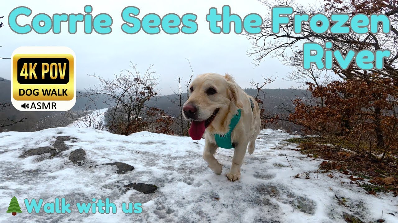 Day 15: View Over the Frozen River ❄️ Foggy Forest Walk with Golden retriever Corrie | 4K POV ASMR