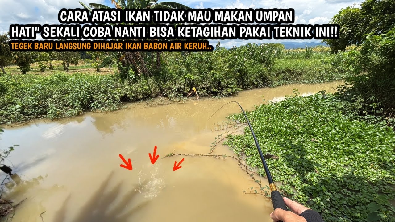 INI CARA ATASI BANYAK IKAN TAPI TIDAK MAU MAKAN UMPAN!! Mancing wader teknik kumbul umpan rasbora