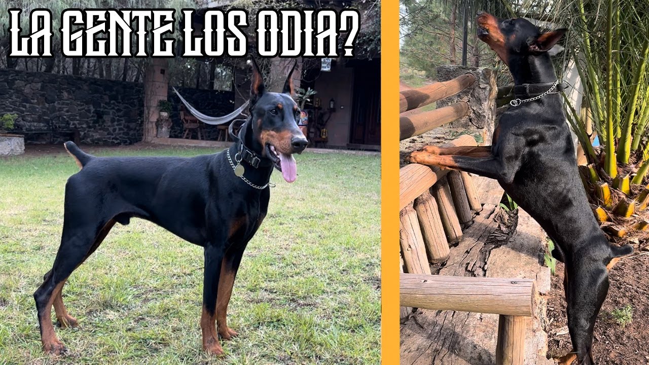 mi EXPERIENCIA teniendo un DOBERMAN ¿estoy ARREPENTIDO?