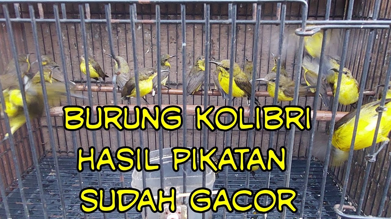 Burung Kolibri Hasil Pikatan Di kebun Sudah Gacor Gacor dan Banyak Yang Jantan