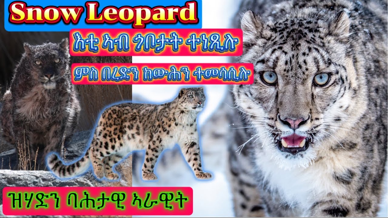 እቲ ባሕታዊ ናይ ኣጻድፍ ሃዳኒ/ Snow Leopard the lone hunter of the steep and snowy mountains!
