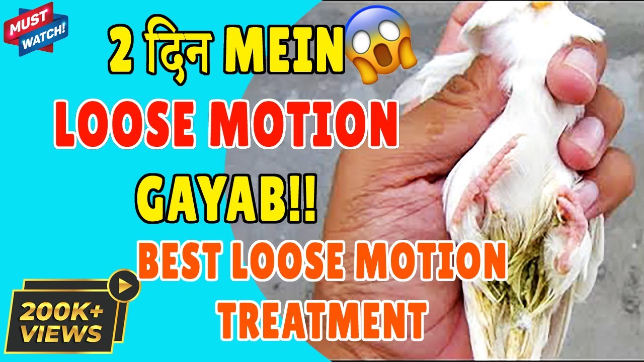 BEST LOOSE MOTION TREATMENT OF BIRDS 😍 Loose Motion Treatment of Budgies Cure Diarrhea Happy Budgies