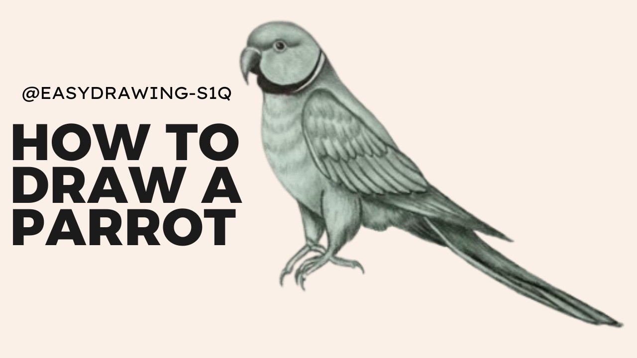How to Draw a Parrot.