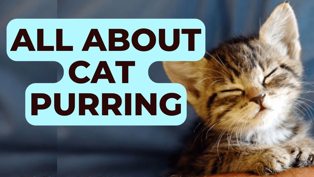 All about Cat Purring: Exploring the Enigmatic Melodies of Felines
