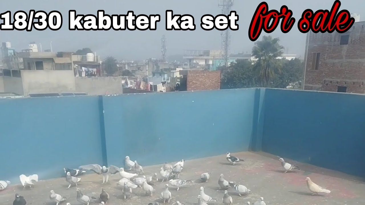 Delhi ke gardan kabuter 8178085198     2️⃣9555072176