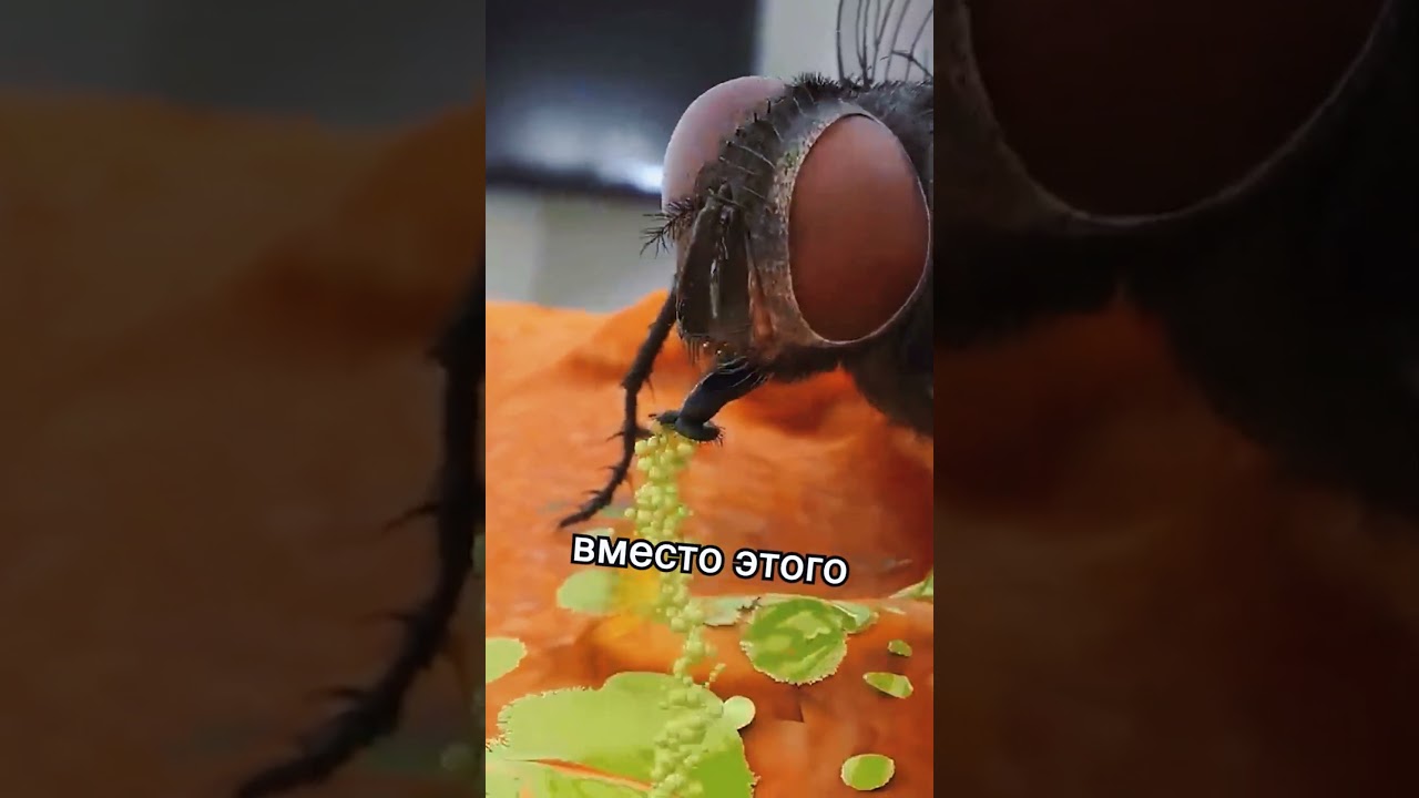 Как муха жует еду 🤯