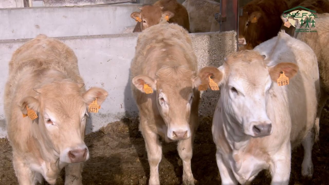 Grado Medio Producción Agropecuaria & Grado Superior Ganadería y Bienestar Animal - FP EL SALTO