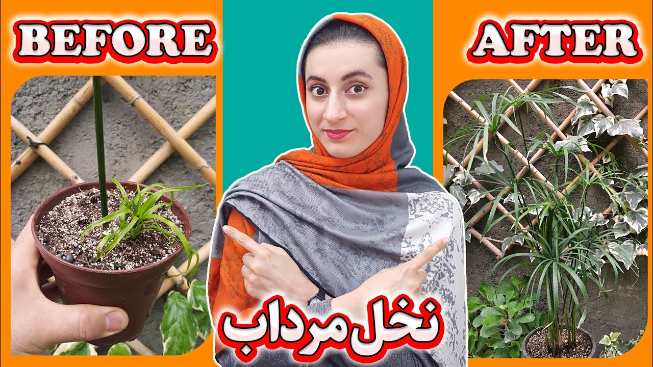 نخل مرداب کارخونه تولید کاغذ برای مصریان | گل و گیاه | تکثیر نخل مرداب