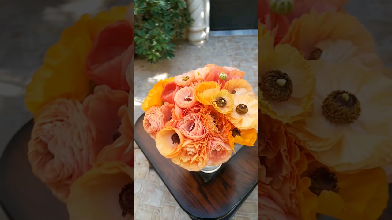 مراحل زراعة الرانانكيليس من البداية وحتى الحصاد #ghaithgarden #ghaith #garden