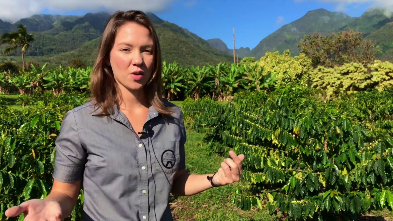 Maui Coffee vs Kona Coffee - Mill House Roasting