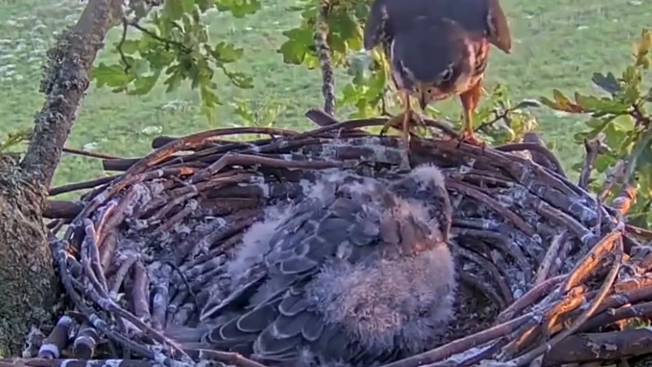 #falcon Cam4#124 Review baby birds in the nest - Dad and mother brings food to feed their chicks