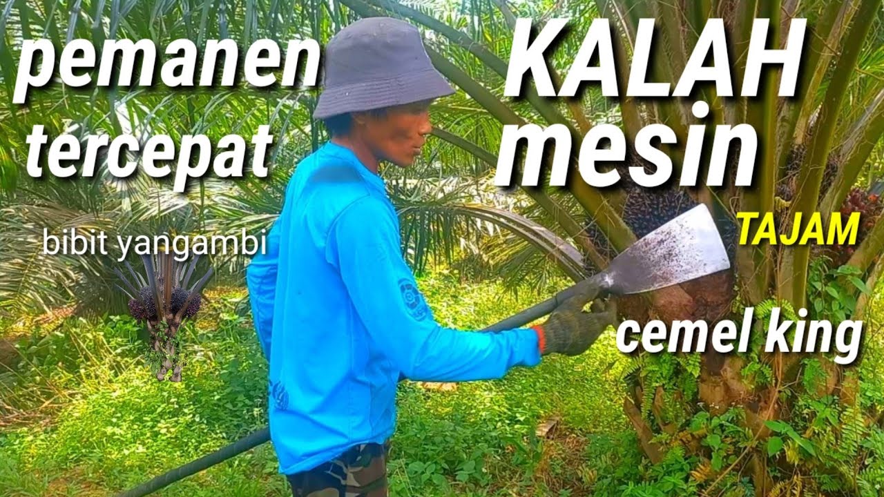 panen sawit dodos cemel king kalah mesih tajam nya dodos cemel king
