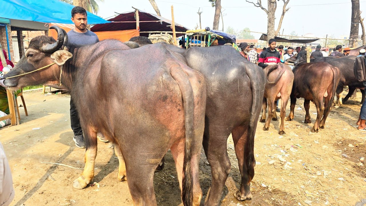 ২০/১/২৬/আজব ধরনের মাংসের মহিষের আমদানি পাঁচবিবি গরু মহিষের হাটে, মাংসের মহিষের দাম জানুন।