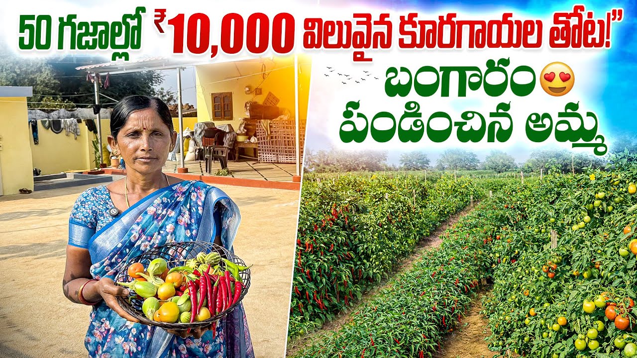 50 గజాలలో ₹10,000 విలువైన కూరగాయలు పండించిన అమ్మ | farming 