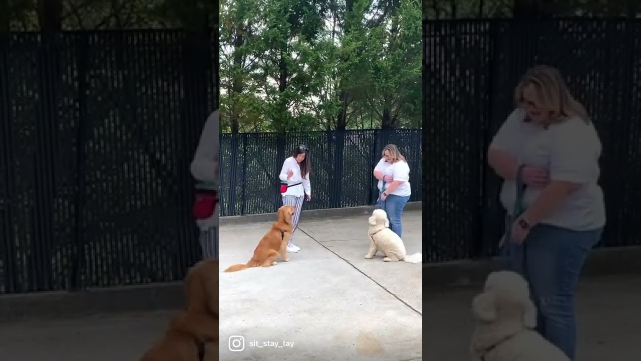 ⭐️ Canine Good Citizen Dog Training Class (May 2022) 🎓💯