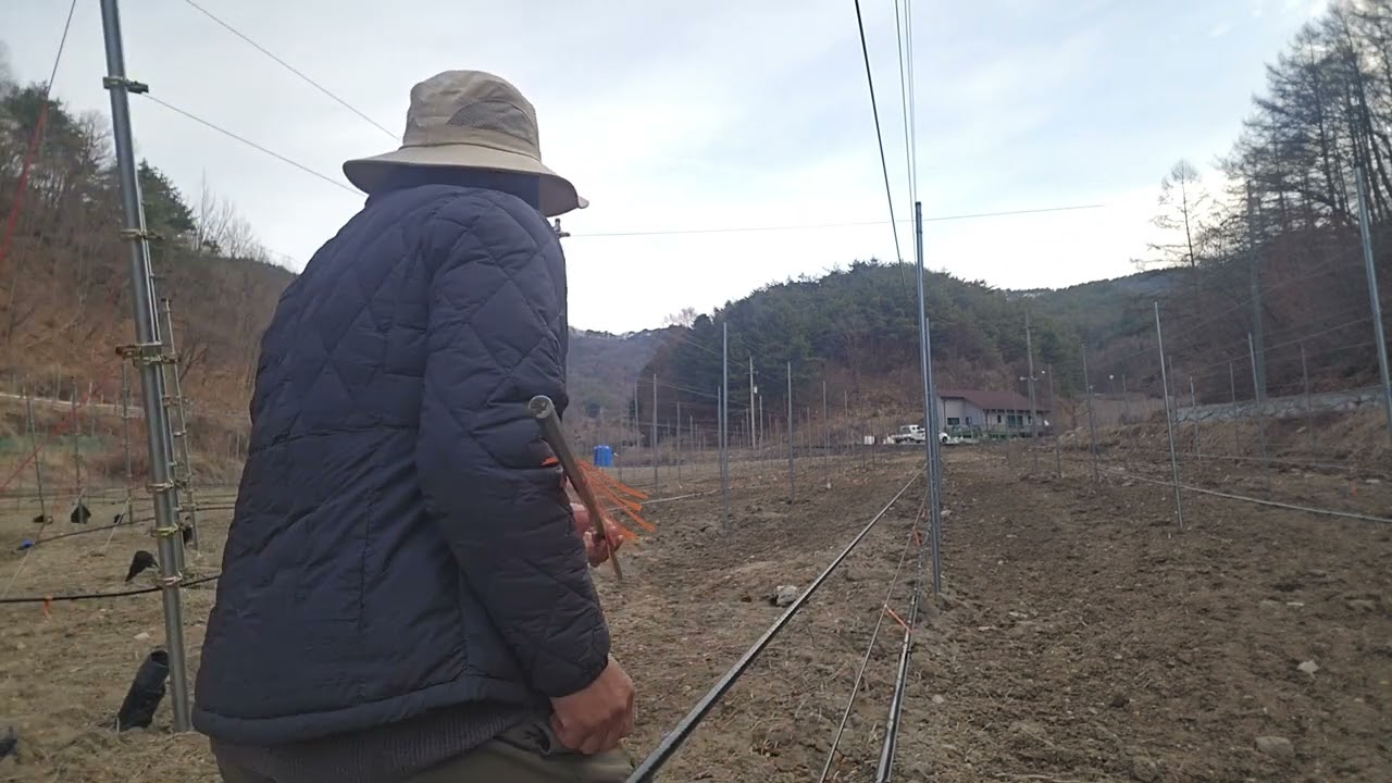감홍 이지풀 골든볼 미아비 후부락스 5가지 사과 심는 간격을 1.5로 표시를 합니다.