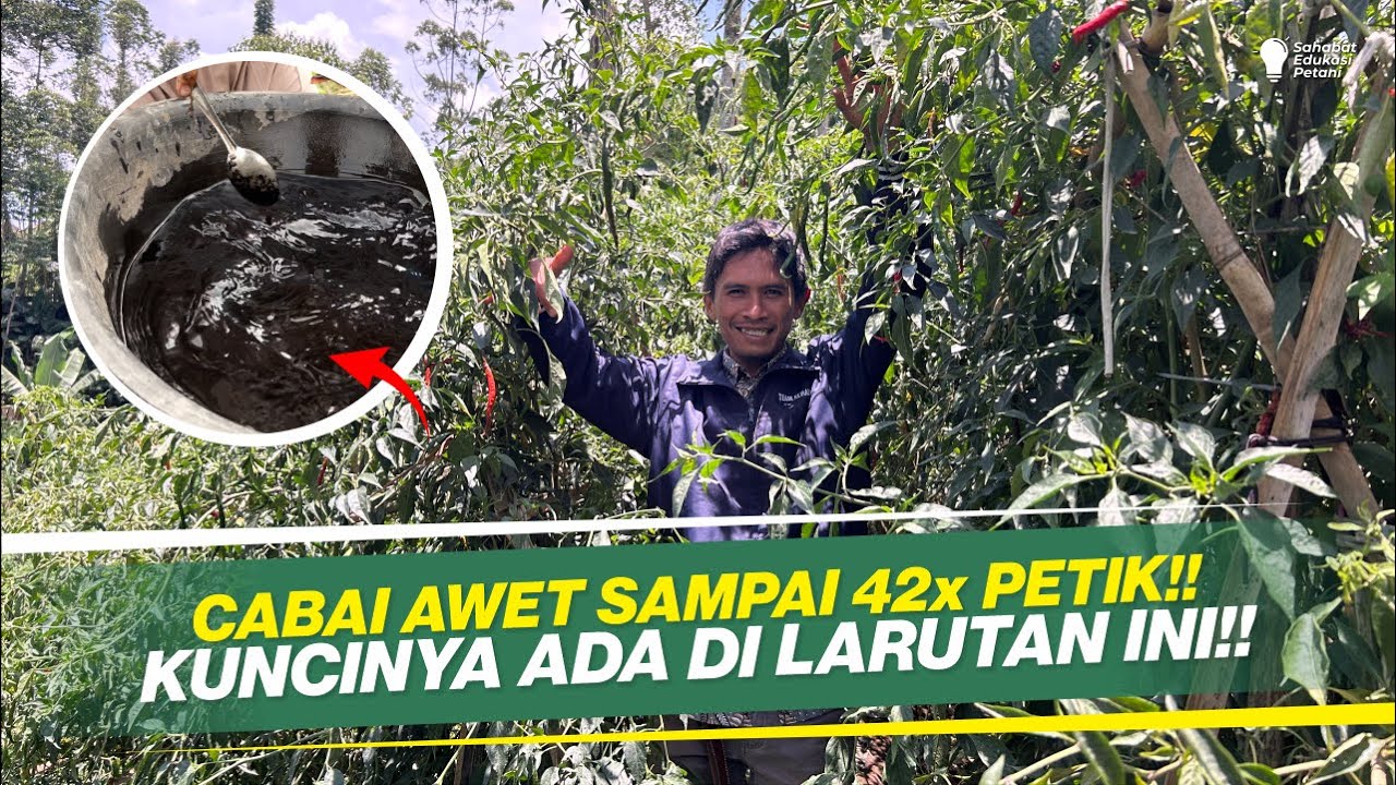 CARA MEMBUAT LARUTAN PEMBENAH TANAH MURAH & MUDAH‼️TANAH KEMBALI SUBUR, TANAMAN PANJANG UMUR‼️