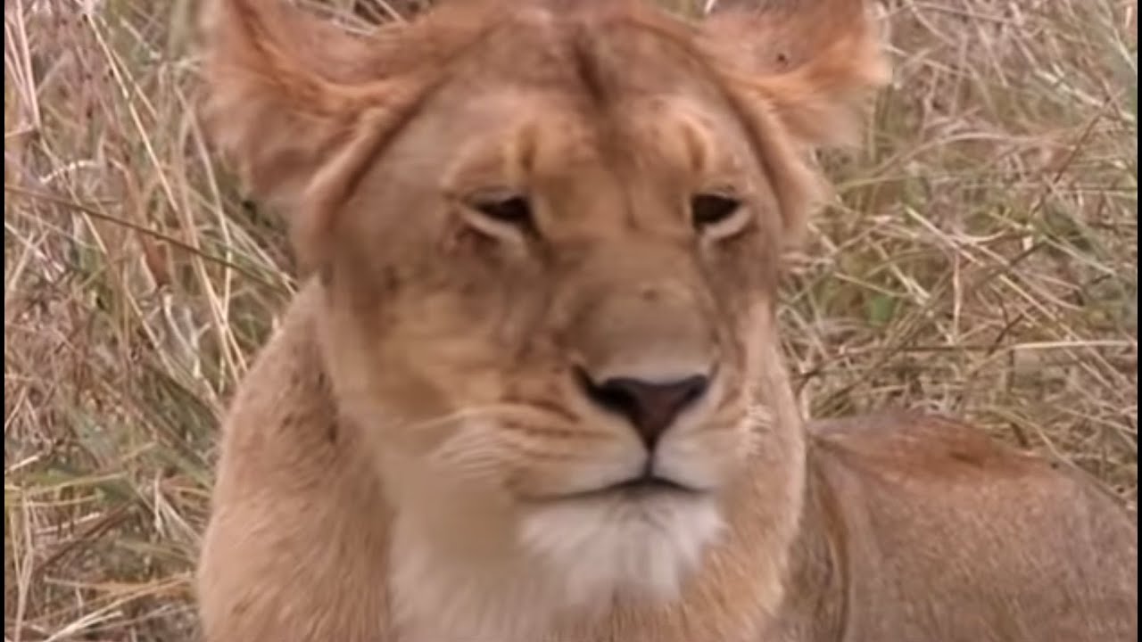 Tamu's Four Lion Cubs | Big Cat Diaries | BBC Earth