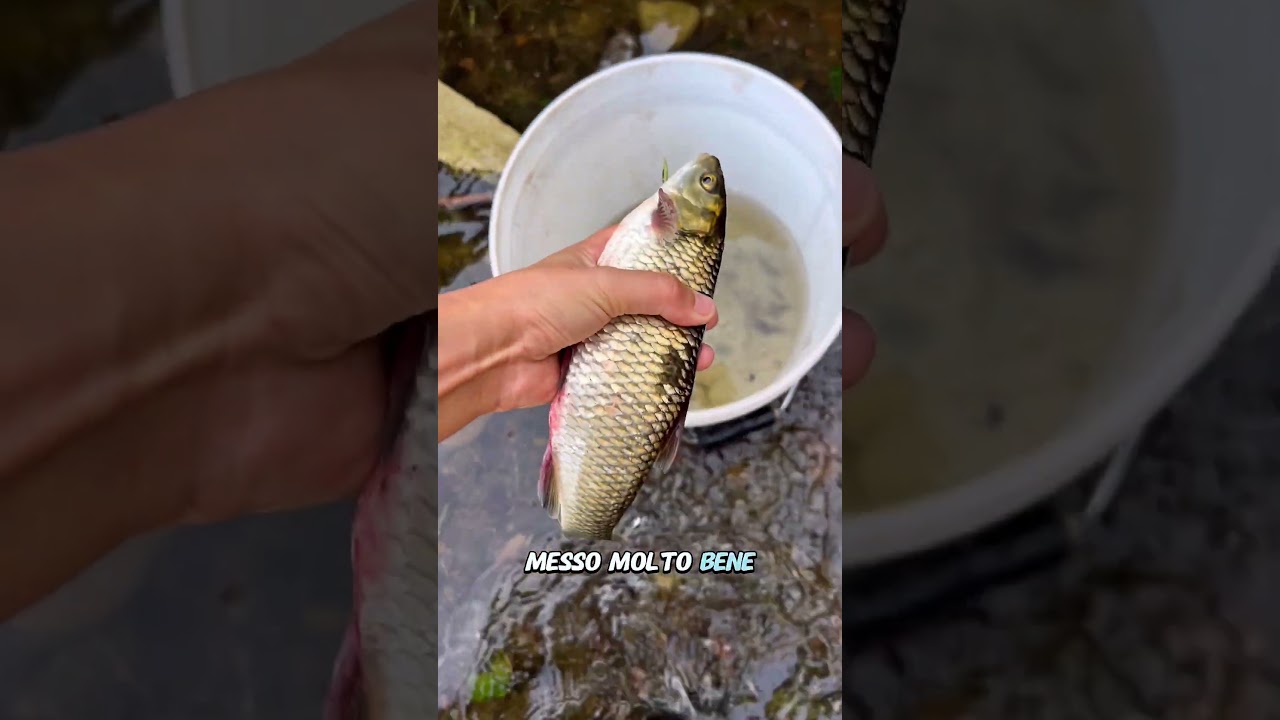 Salvataggio PESCI nel canale che &egrave; stato chiuso!🐟