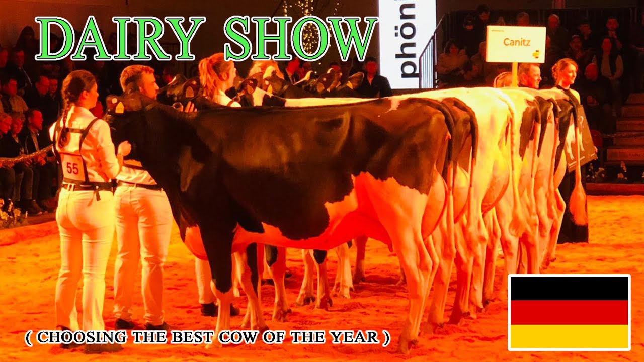 Dairy show Bismark - Germany 🐮❤️