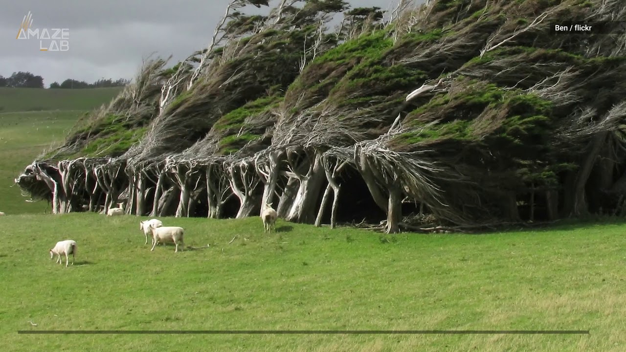 Wacky, Windblown Trees Grow Sideways on New Zealand's Southernmost Point