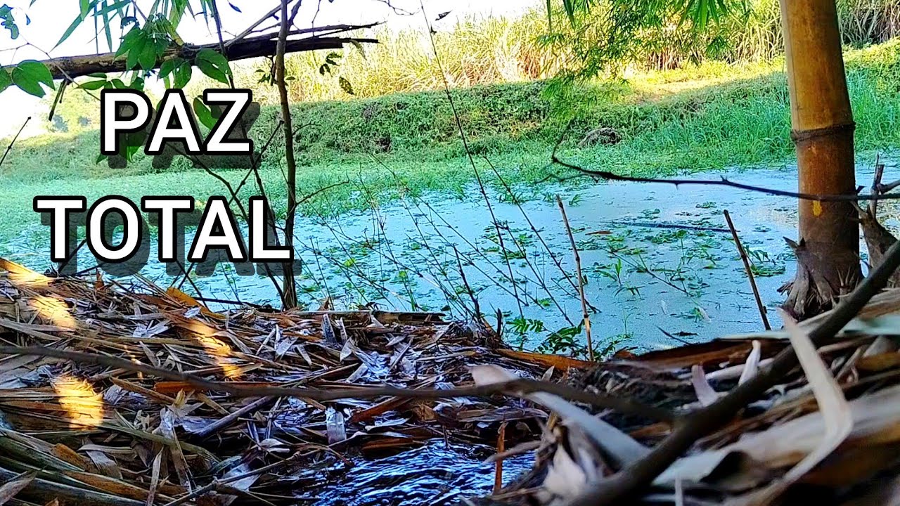 Santuario de Paz: Sonidos del Bosque y Río para Meditar y Sanar el Alma 🍃