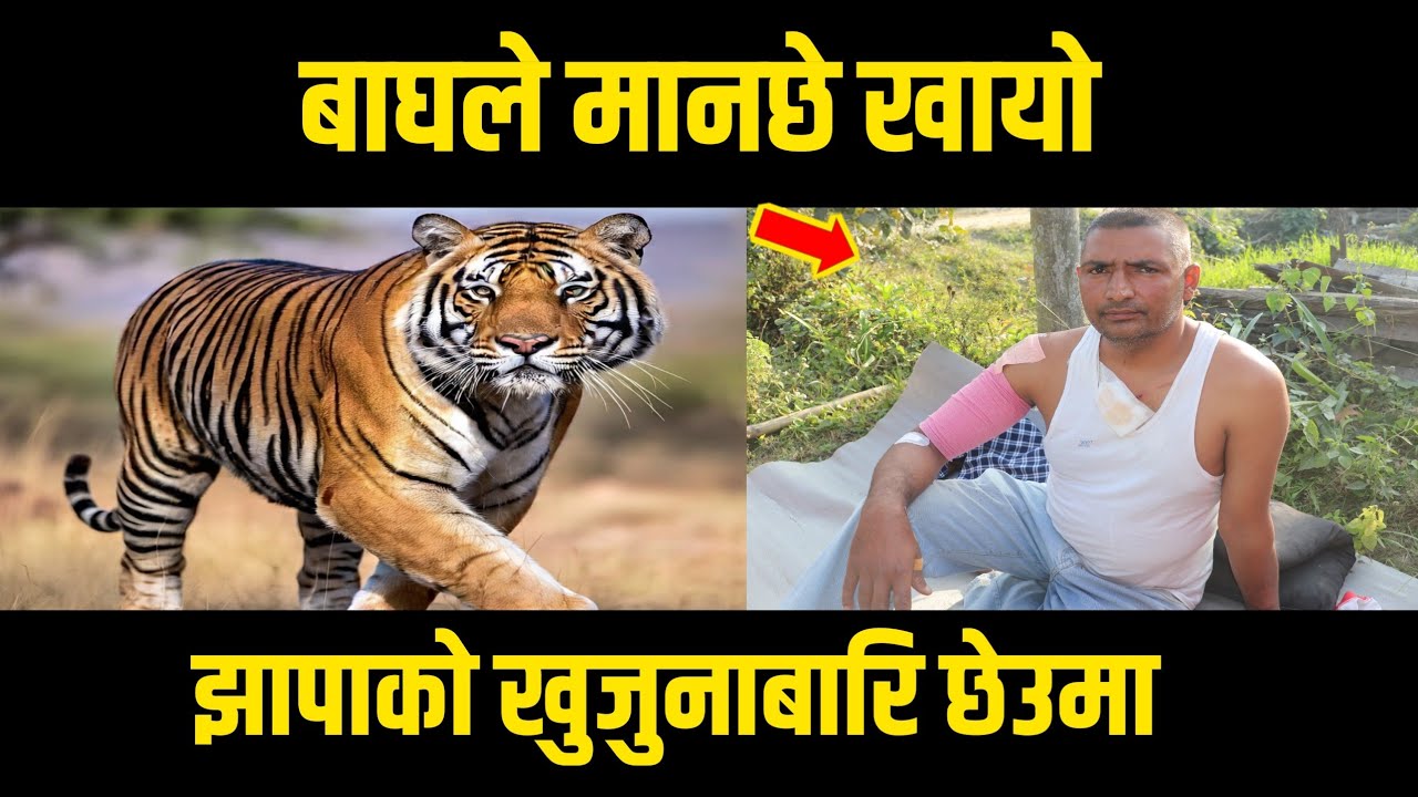बाघले मानछे दिउसै खायाे झापाकाे खुजुनाबारिमा || घाइते युवाकाे मुटु हल्लिने बयान/Tiger attack to man.