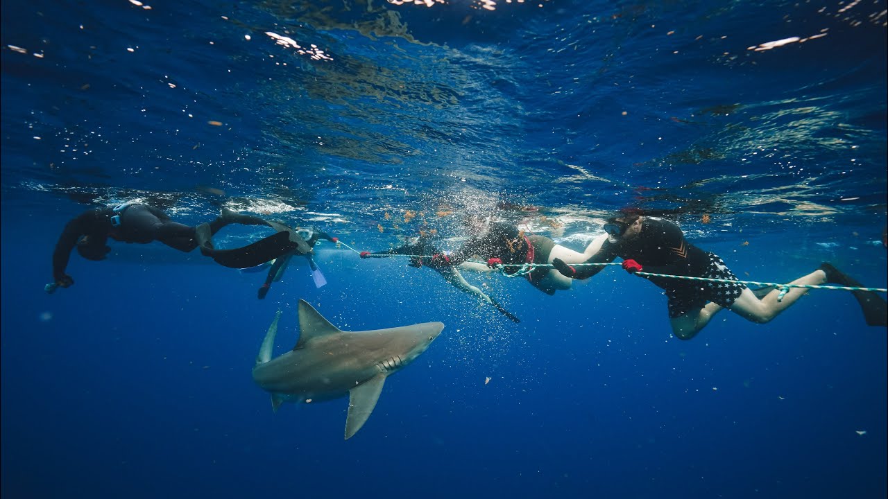 Swimming with sharks with Shark Addicts in Jupiter, Florida! 