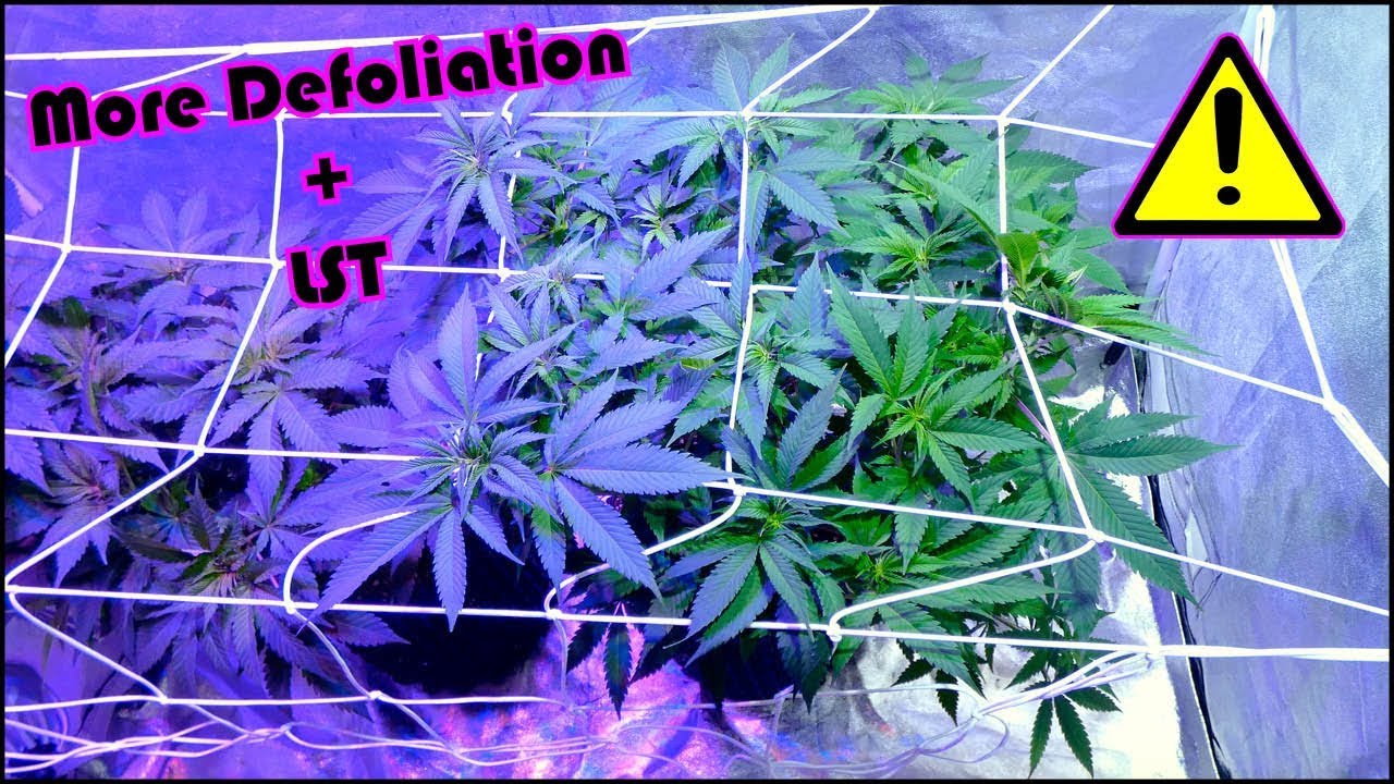 Chemdawg Beginner Grow Series: Week 5 of Vegetation + More Defoliation!