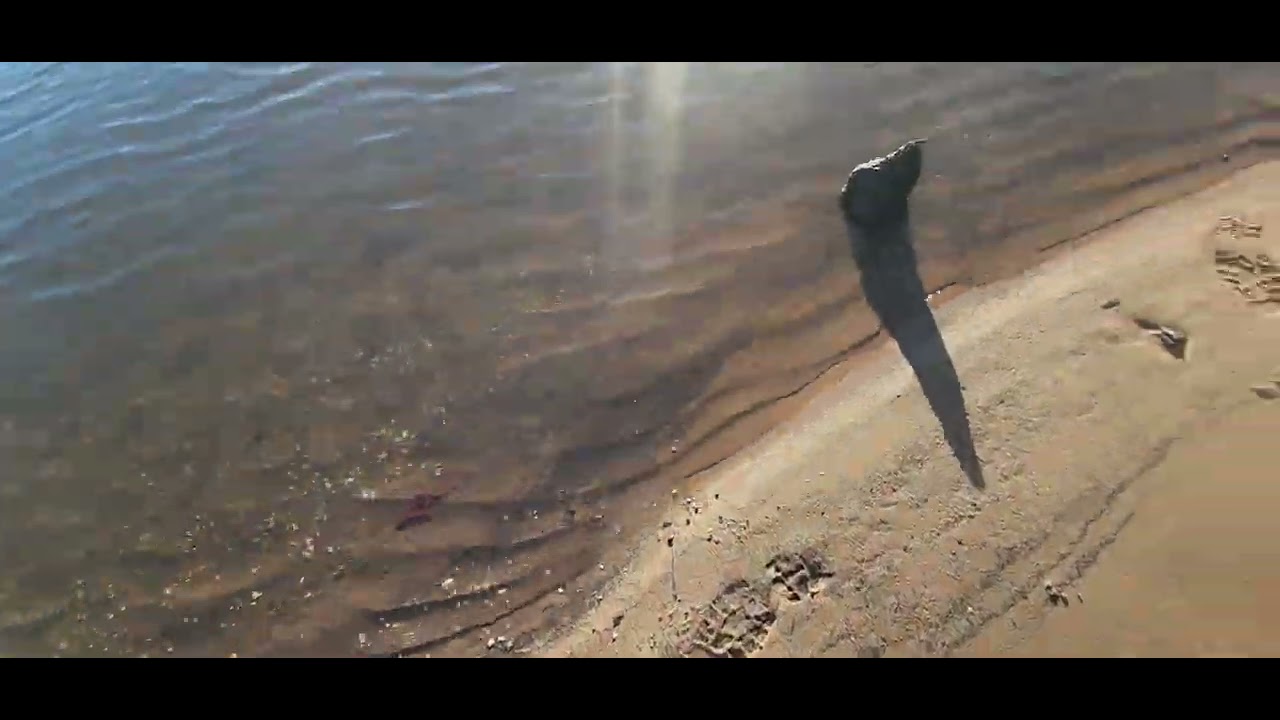 Artifact hunting the river.. look at this beauty. @arrowhead @artifact @artifacthunting 
