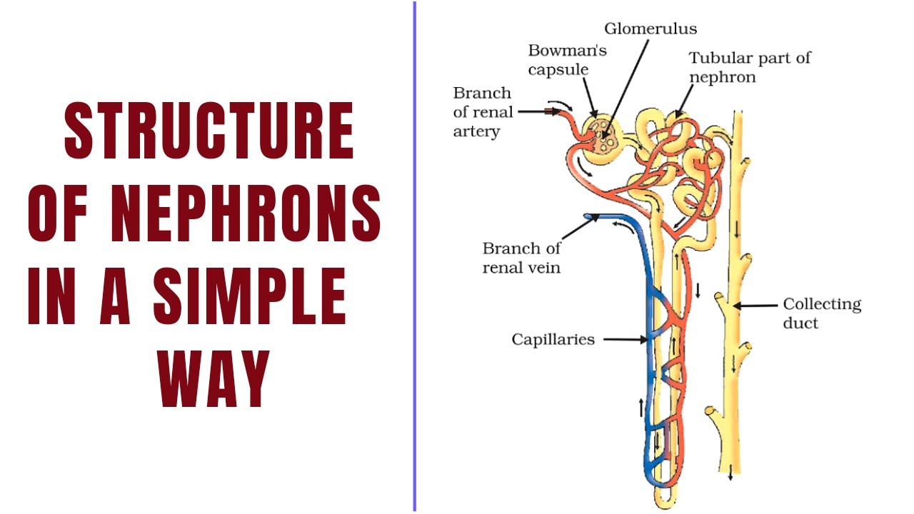 Structure and Functions of Nephron | Renal Capsule | Renal tubule | Easy Explaination# part 3