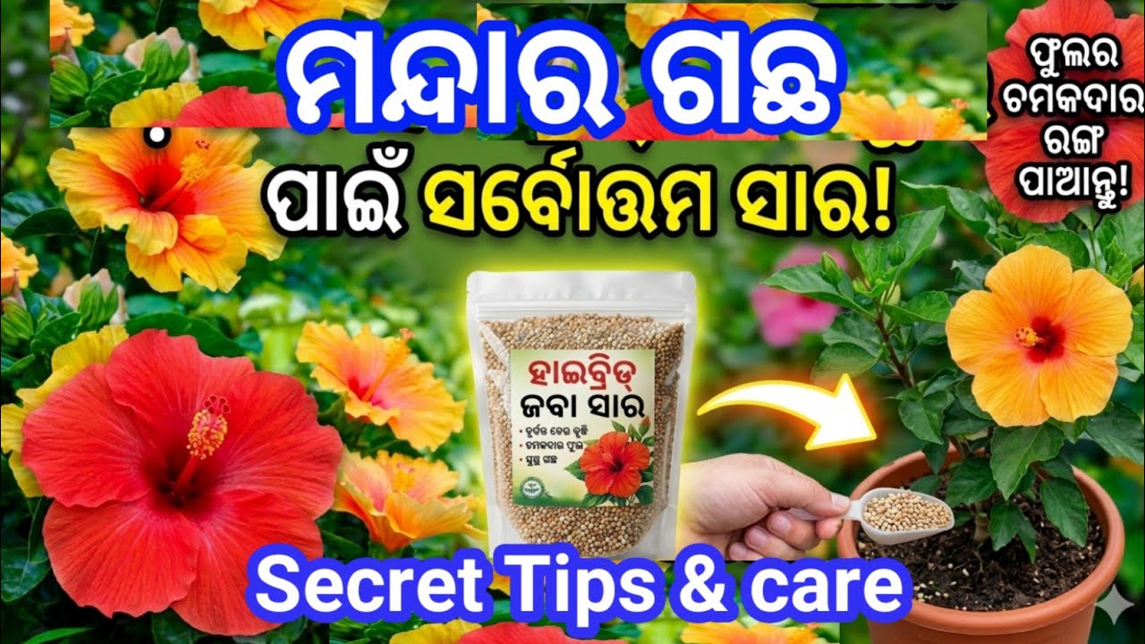 ମନ୍ଦାର ଗଛରେ ଅଧିକ ଫୁଲ ପାଇଁ ଭଲ ସାର🌿Easy Gardening Tips,ମନ୍ଦାର ଗଛରେ ଏହି ସାର ଦିଅନ୍ତୁ ✨ ଗଛ ଫୁଲ ରେ ଭରିଯିବ।