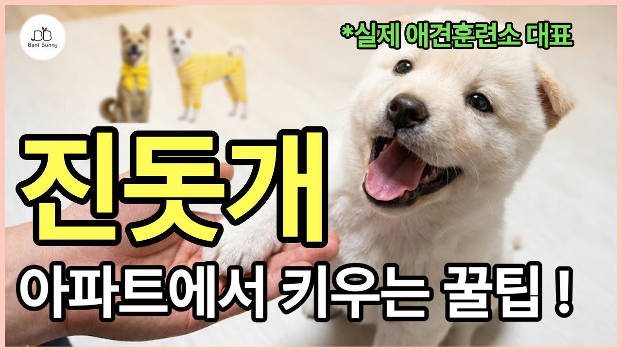 아파트에서 진돗개를 키우기 위해 알아야 하는 필수 훈련과 집안 실내 진돗개의 성향 #강아지훈련 #새끼진돗개
