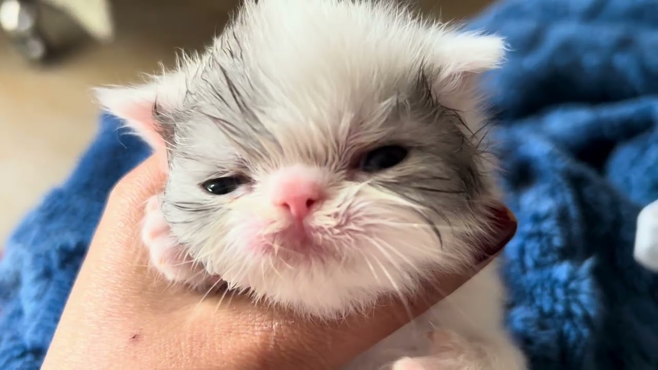 Day 13/365 || family k sath gye aj movie dekhne || sheru bilkul sher lgta hai 🦁🐈😁||