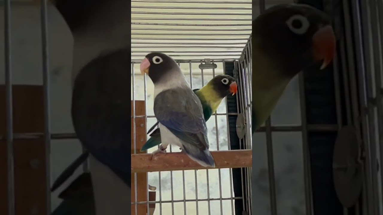 Beautiful Love Bird Mutation #lovebird#parrots#lovebirdsbreeding #birds#africanlovebird #shorts